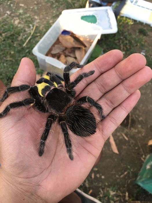 Паук Ласиодора Парахибана самка