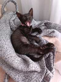 PisicĂ neagră aprox 3 luni