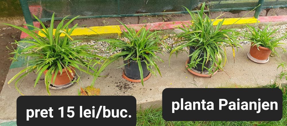 Avocado/Cactus/Oregano/etc