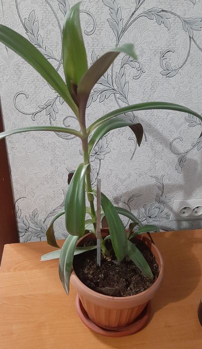 Комнатные цветы для дома