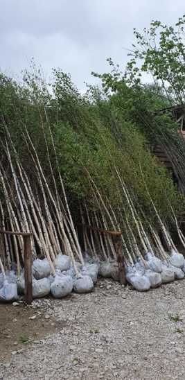 Tei , Mesteacan , Platan , artar, Calitate extra transport gratuit!