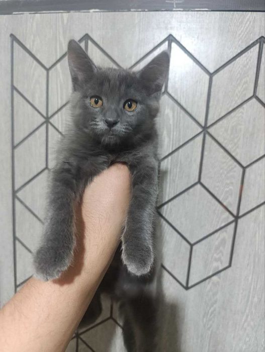 продам породистого котенка