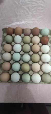 ЯЙЦА-свободно отглеждане на кокошки. БЕЗ ФУРАЖ и ГМО . Месо и буркани
