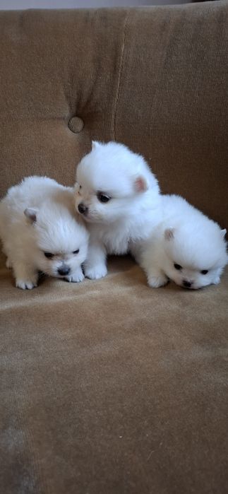 Мини Померанчета