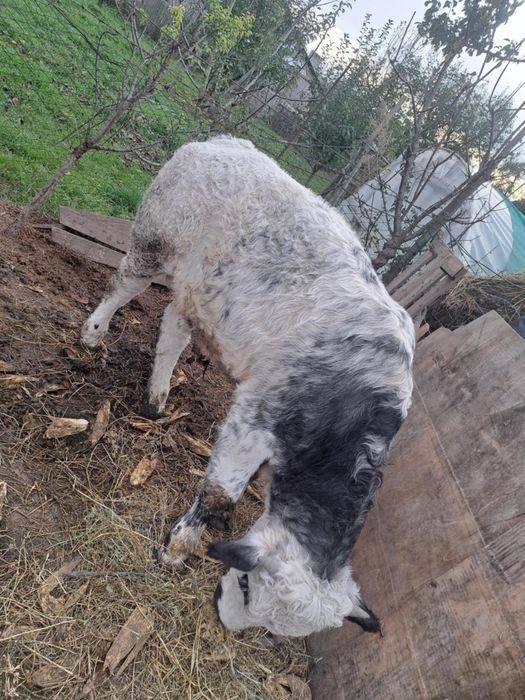 Vând tăuraș de 6 luni