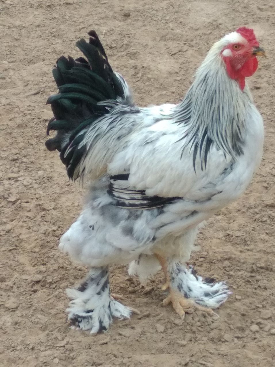 Amerkaniskiy Brama
