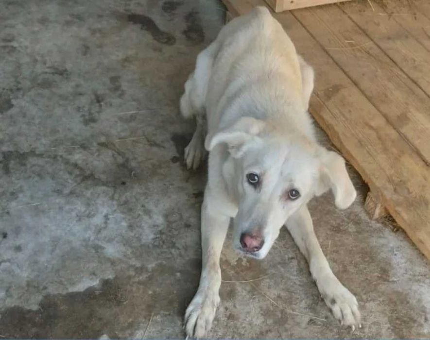 Срочно ,дом для собаки