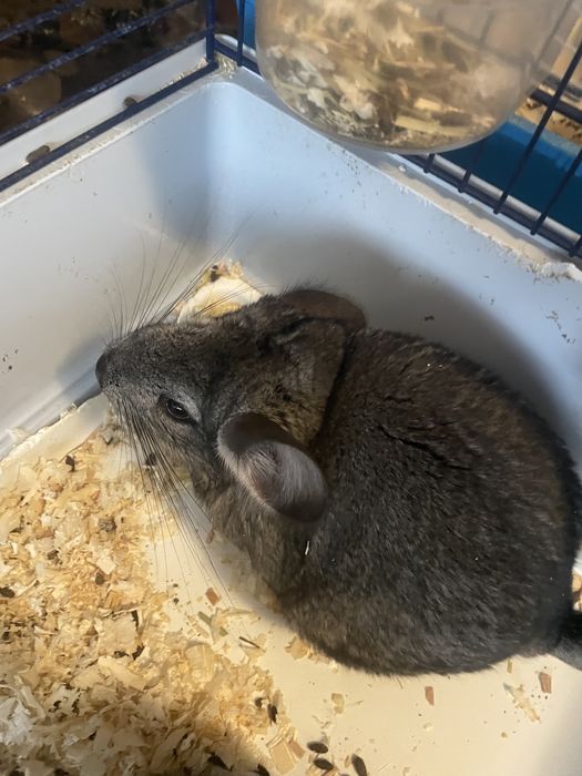 Vand chinchilla sinsila cincila