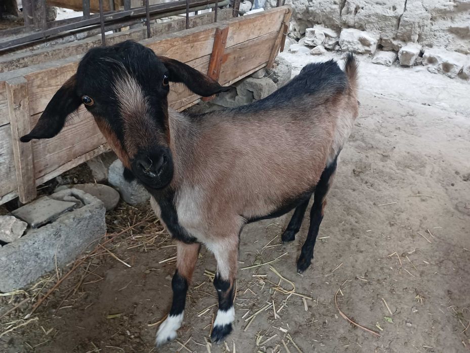 1 tuqgan Echki sotiladi