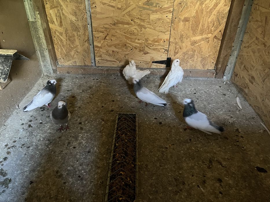 Vând porumbei de ornament