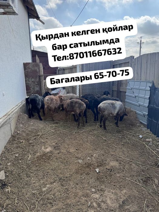 Қырдан келген қойлар сатылады