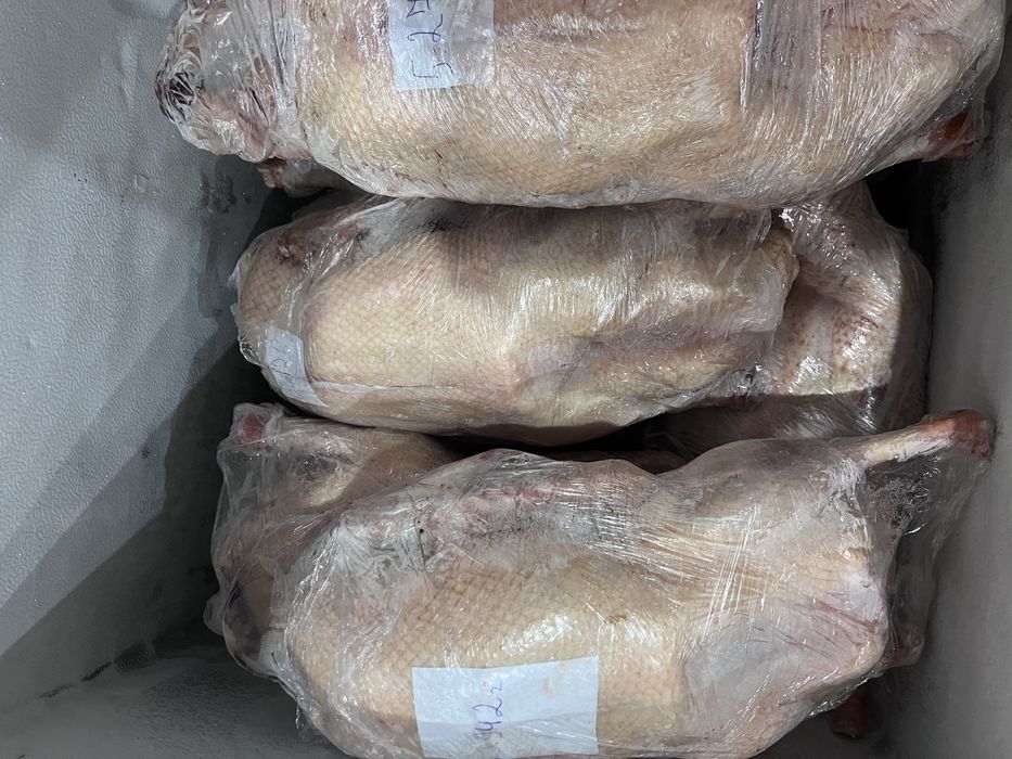 Продам домашних гусей