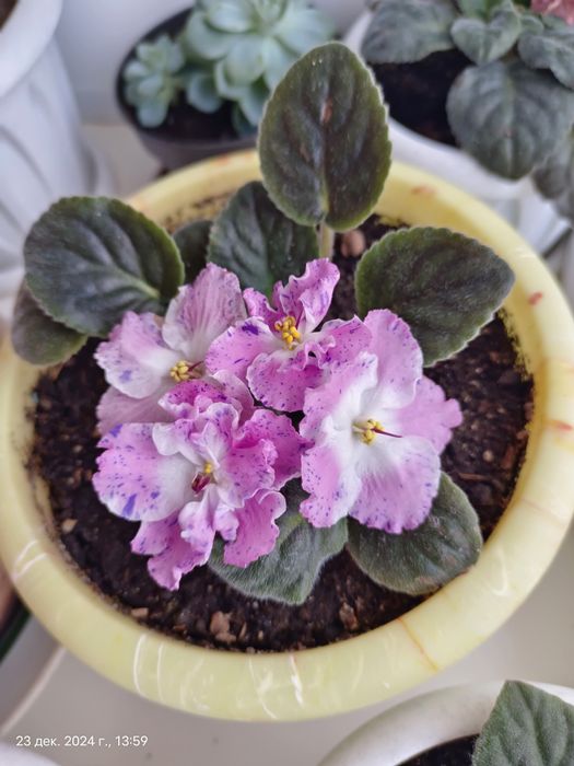 Фиалка розово белая с фиолетовыми крапинками