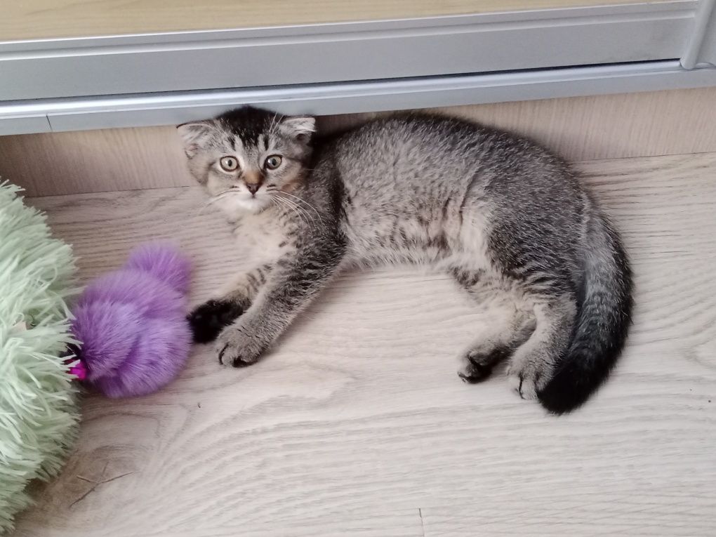 Скоттиш фолд мальчик тикированный золотой Шиншила