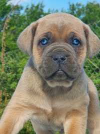 Vand pui cane corso