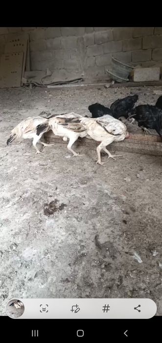 Паранда сотилади
