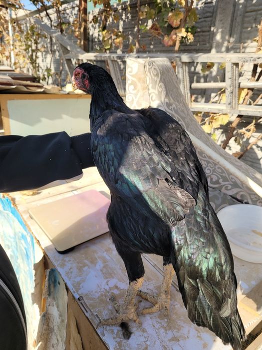 Турк сотилади 2 тулак турловдан чиквои тухумга якин