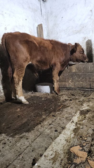 Продам двух бычков