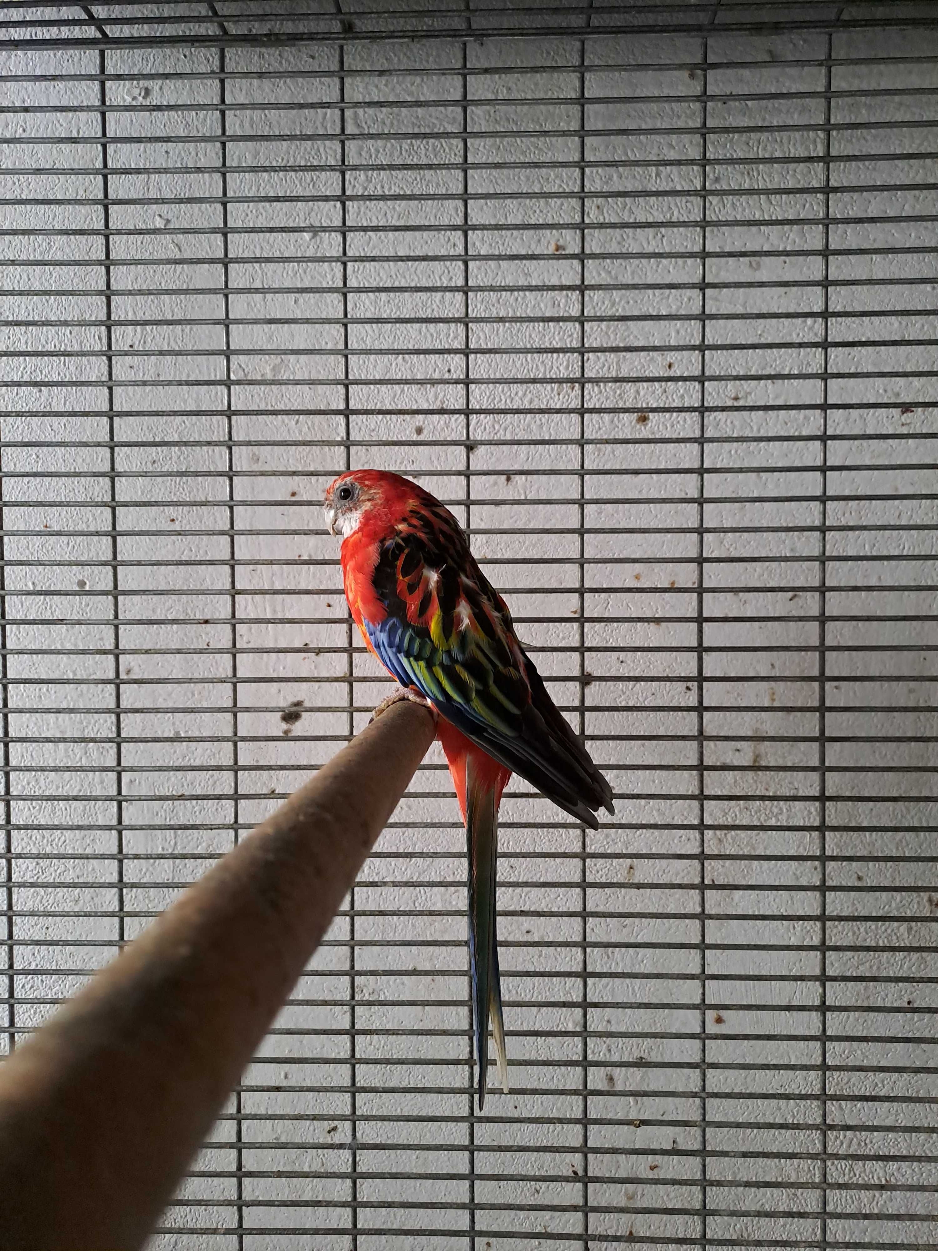 Papagalii rosella