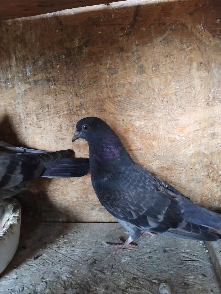 Porumbei jucători