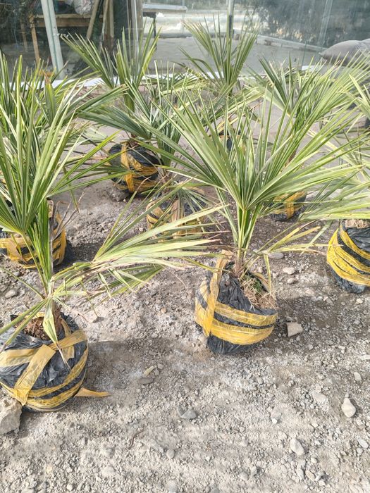 Манзарали дарахтлар, сасна, маживелник, гуллар сотувда.