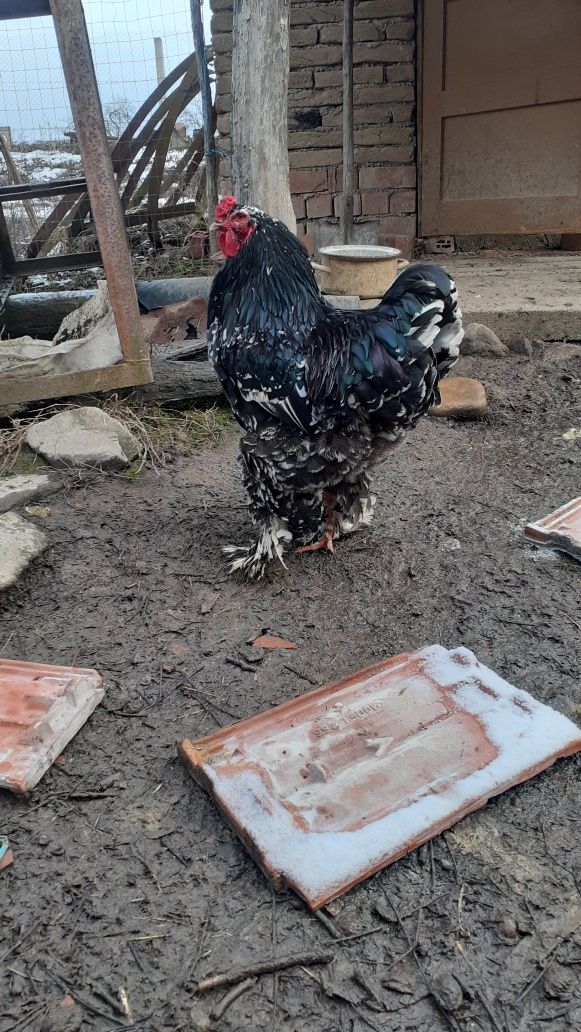 Cocoși brahma bobat, și Columbia