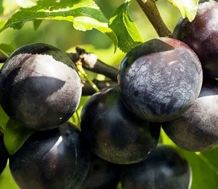 Prun Black Diamond