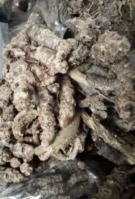 Золотой корень, Алтын тамыр