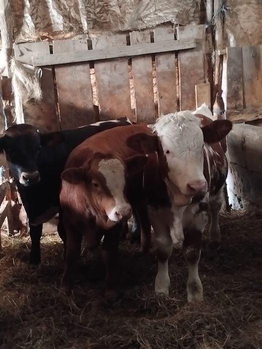 De  Vânzare 3 Viței