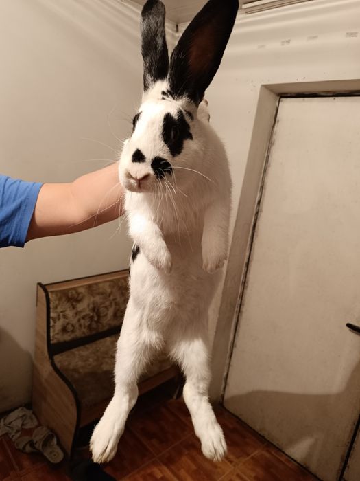 Самец Кролик, Бабочка