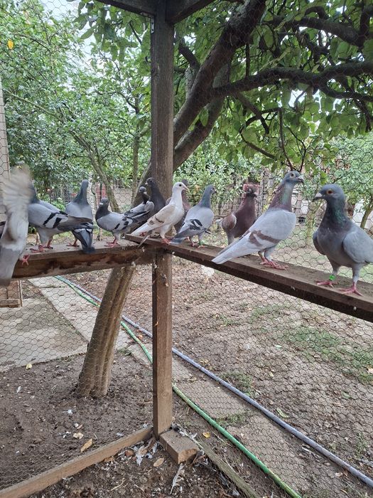 Vand 12 perechi de porumbei voiajori