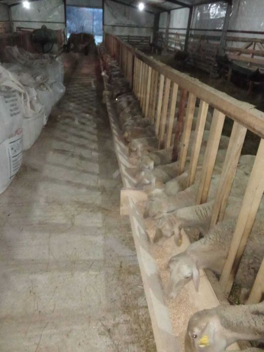 Ovine rasa lacun francez