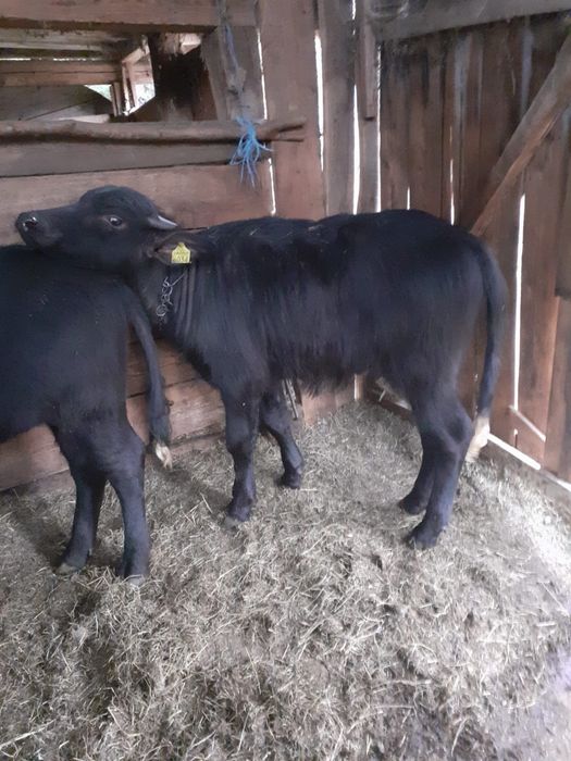 Vând viței de bivol