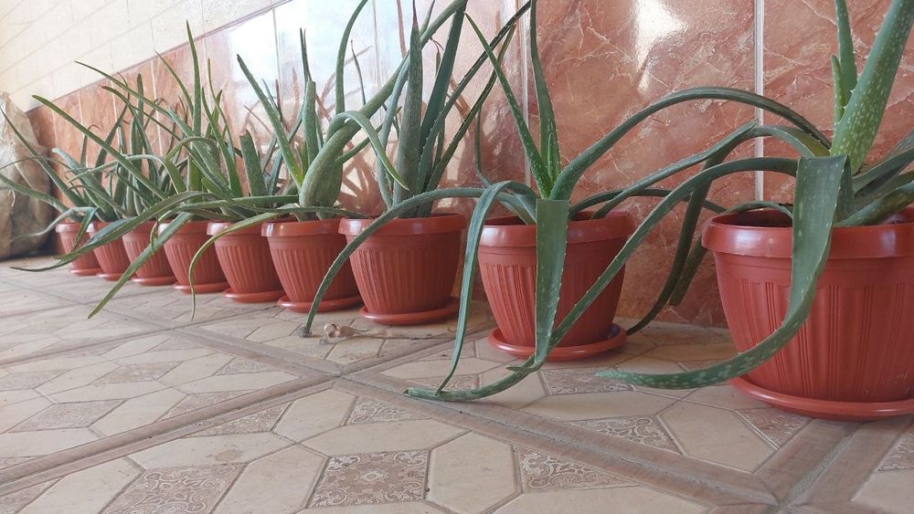 Алое вера, Aloe vera guli 30000