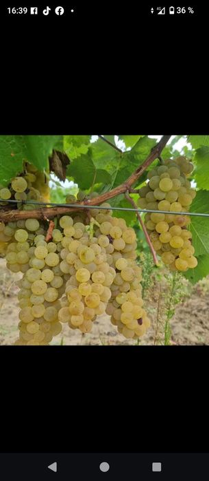 Struguri de vin producție 2025