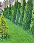Verde natural pentru un ambient deosebit
