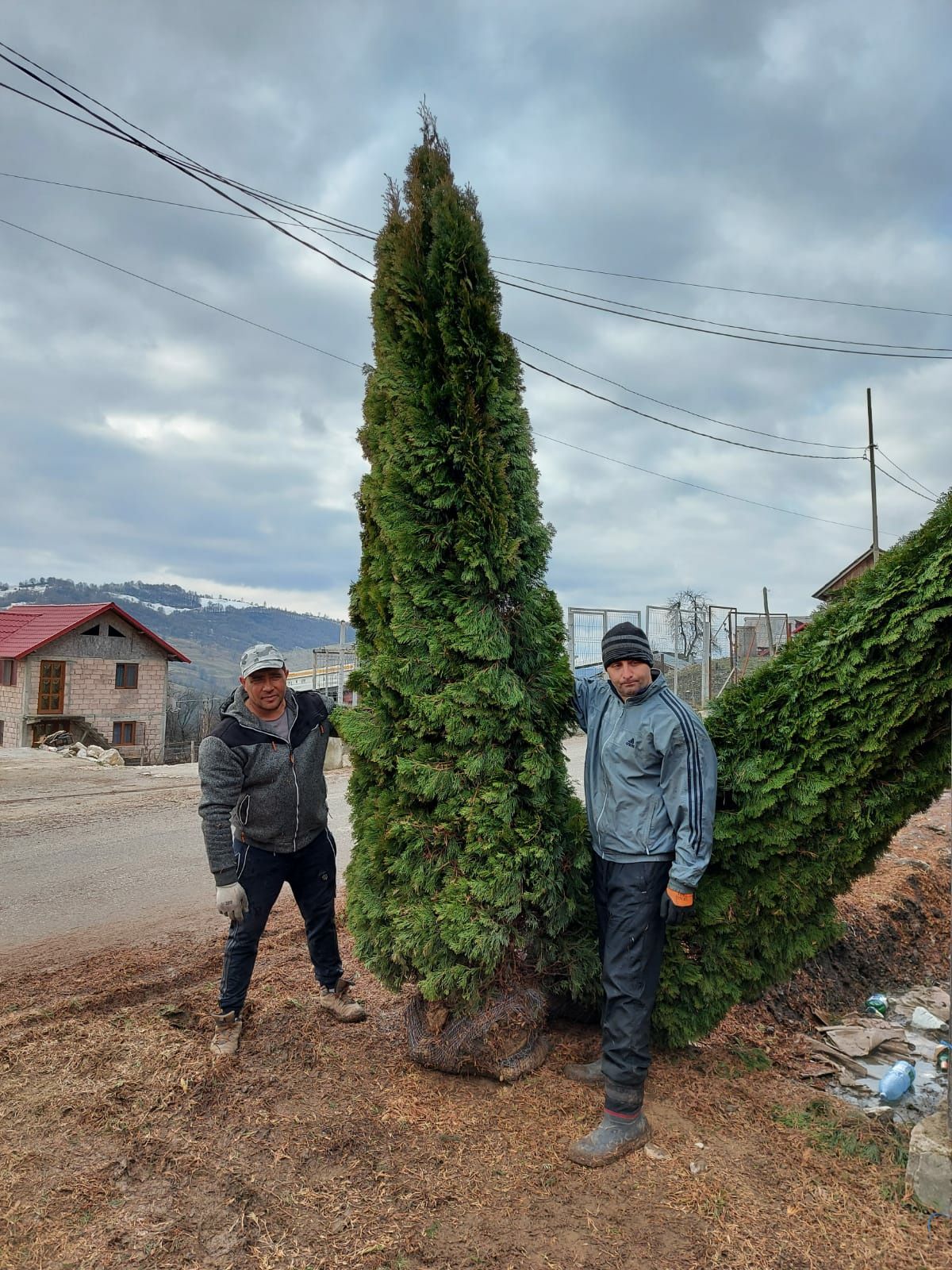 Leylandii chipaross tuia smarald brad magnolia