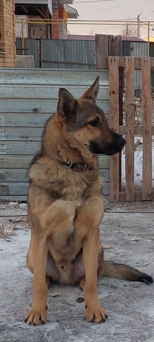 Немецкая овчарка щенок мальчик