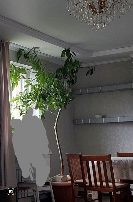 Продам деревце АВОКАДО , ему 6,5 лет, с большим горшком