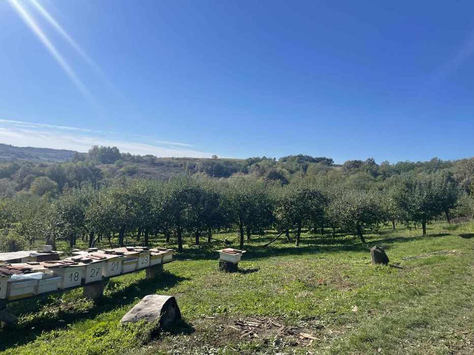 DE VÂNZARE – Casă cu teren și livadă în Săliște, comuna Băsești
