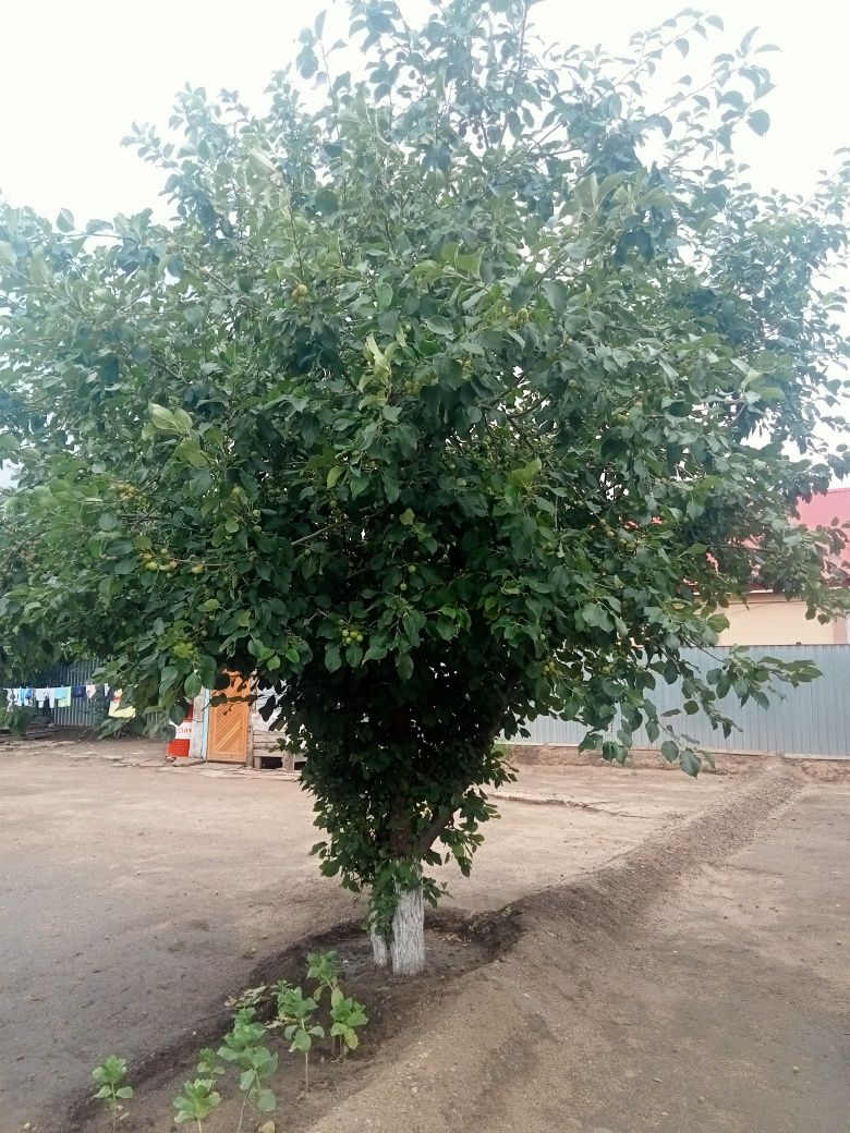 Продам Дом Акжар 1 БУРОВИК