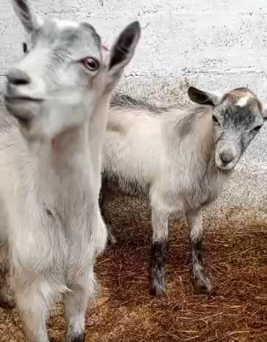 Tapișori de vânzare