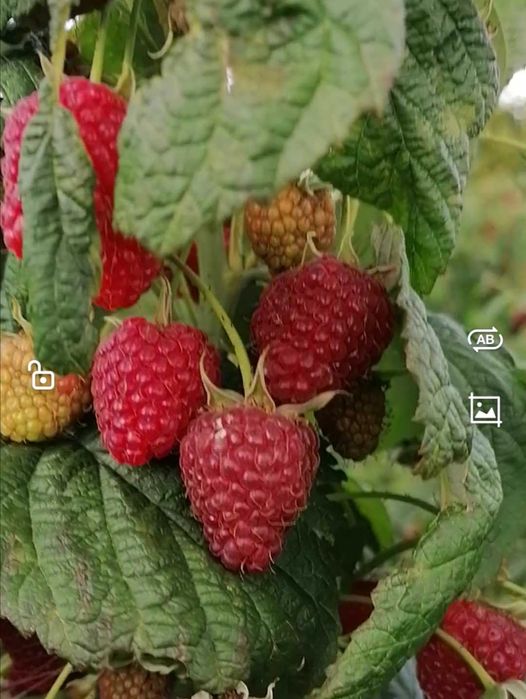 Vând drajoni de zmeur din soiul Polka