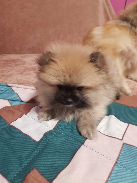 Помериан  на 2 месеца