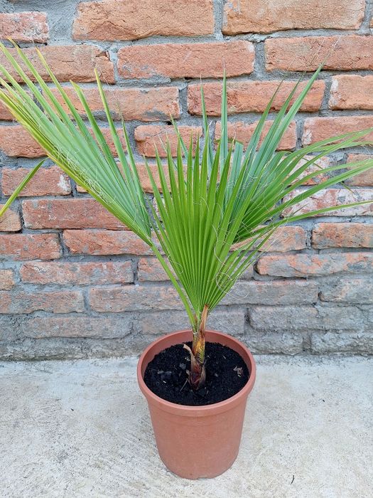 Palmier Washingtonia.