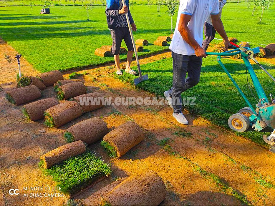 таййор газон | рулонные газоны в ташкенте