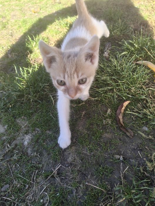 Adopție pisoi  jucăuși