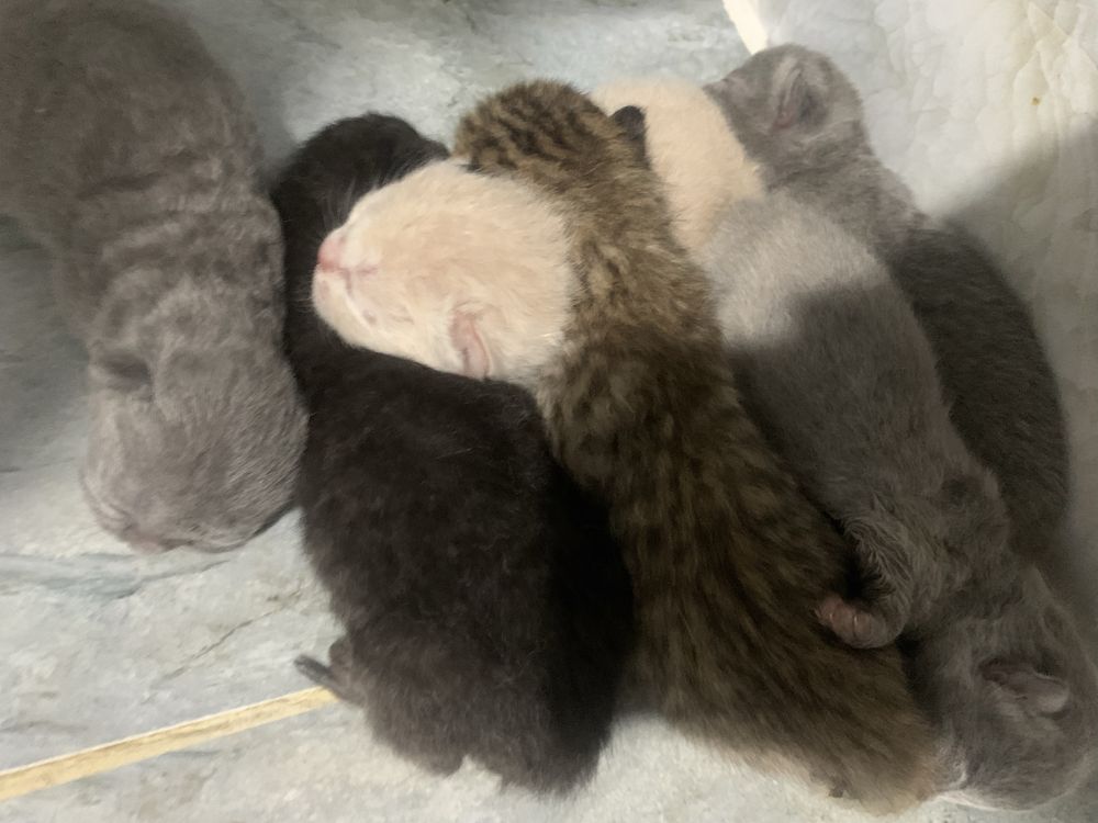 Продаются котёнки.