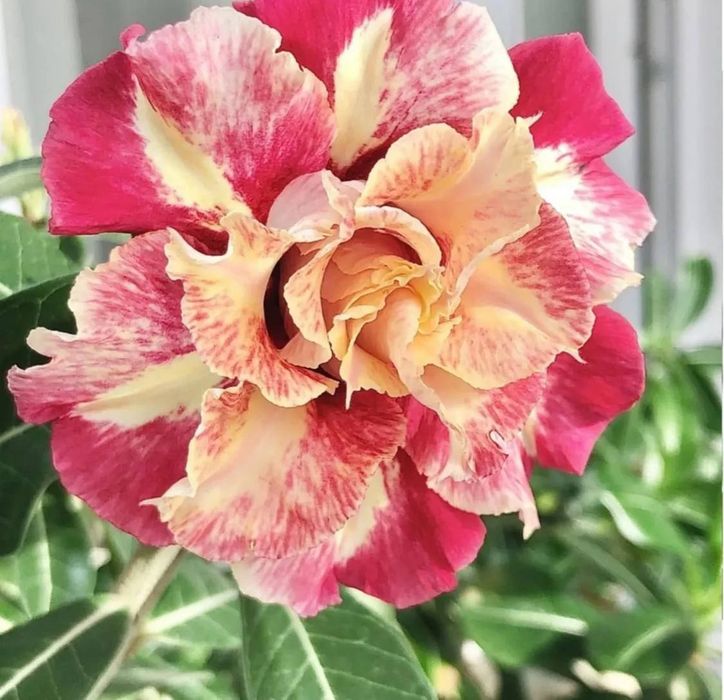 Продаю адениумы разных сортов