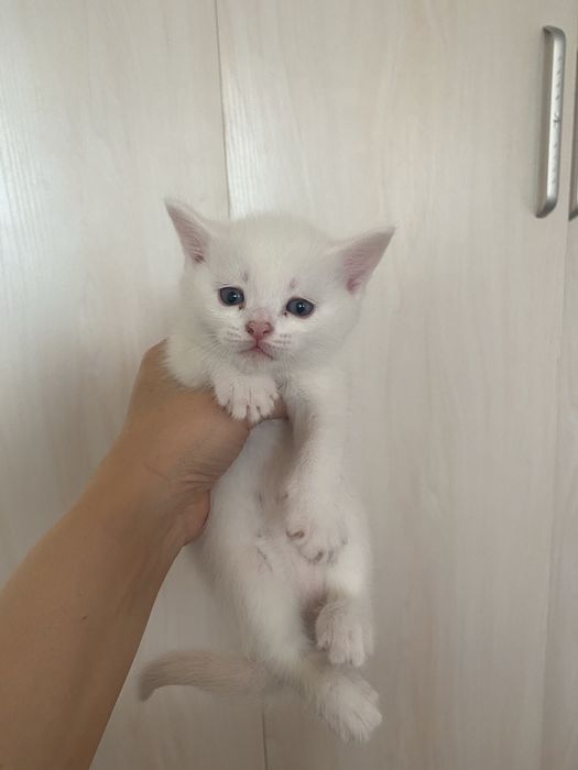 Скоттиш страйт. 16. 10. 25. Угил бола